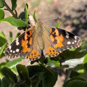 Meet your Posher, Micaela